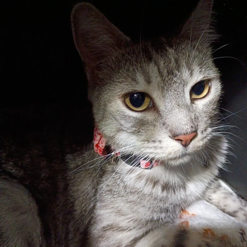 A young small-sized female Gray / Blue / Silver Domestic Short Hair cat named Mittens for adoption in Casa Grande, AZ