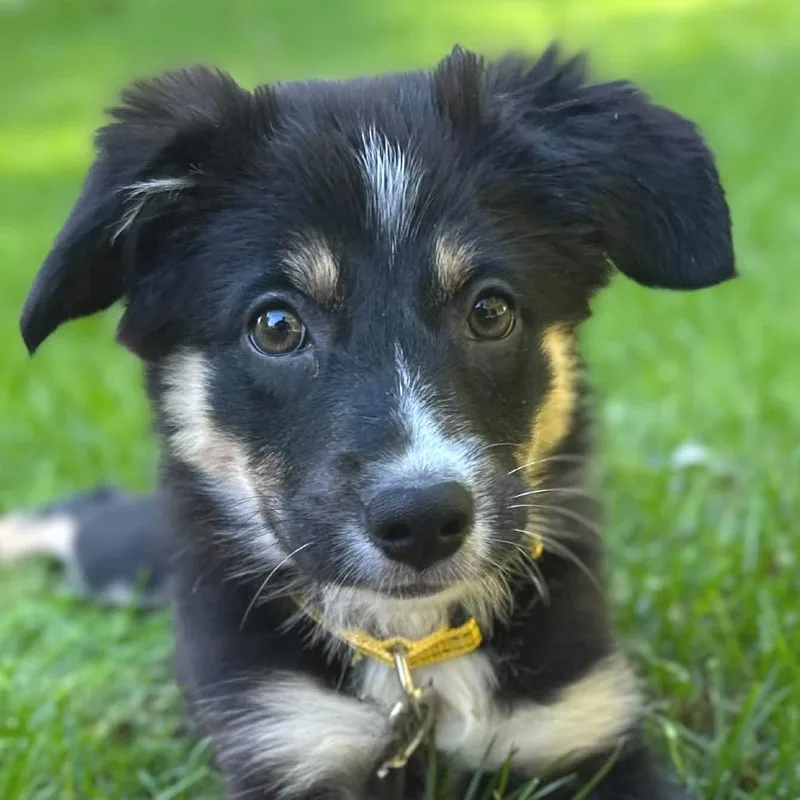 A baby medium-sized female Mixed Breed dog named Pearl for adoption in West Olive, MI