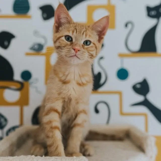 A baby medium-sized male Tabby (Tiger Striped) Domestic Short Hair cat named Ra for adoption in Kentwood, MI