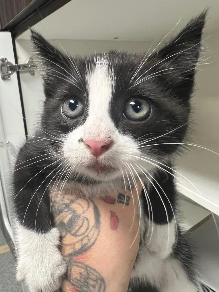 A baby medium-sized female Domestic Short Hair cat named Marilyn for adoption in Huntington, IN