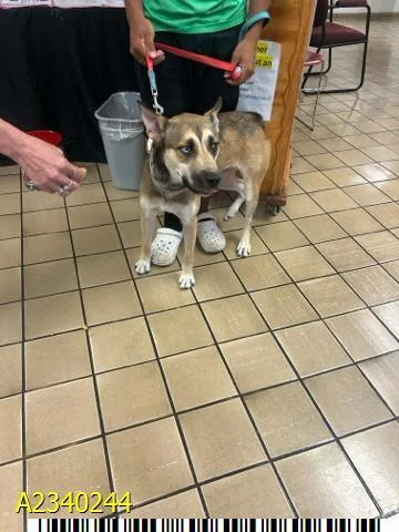 A young medium-sized female Mixed Breed dog named Magnolia for adoption in West Palm Beach, FL
