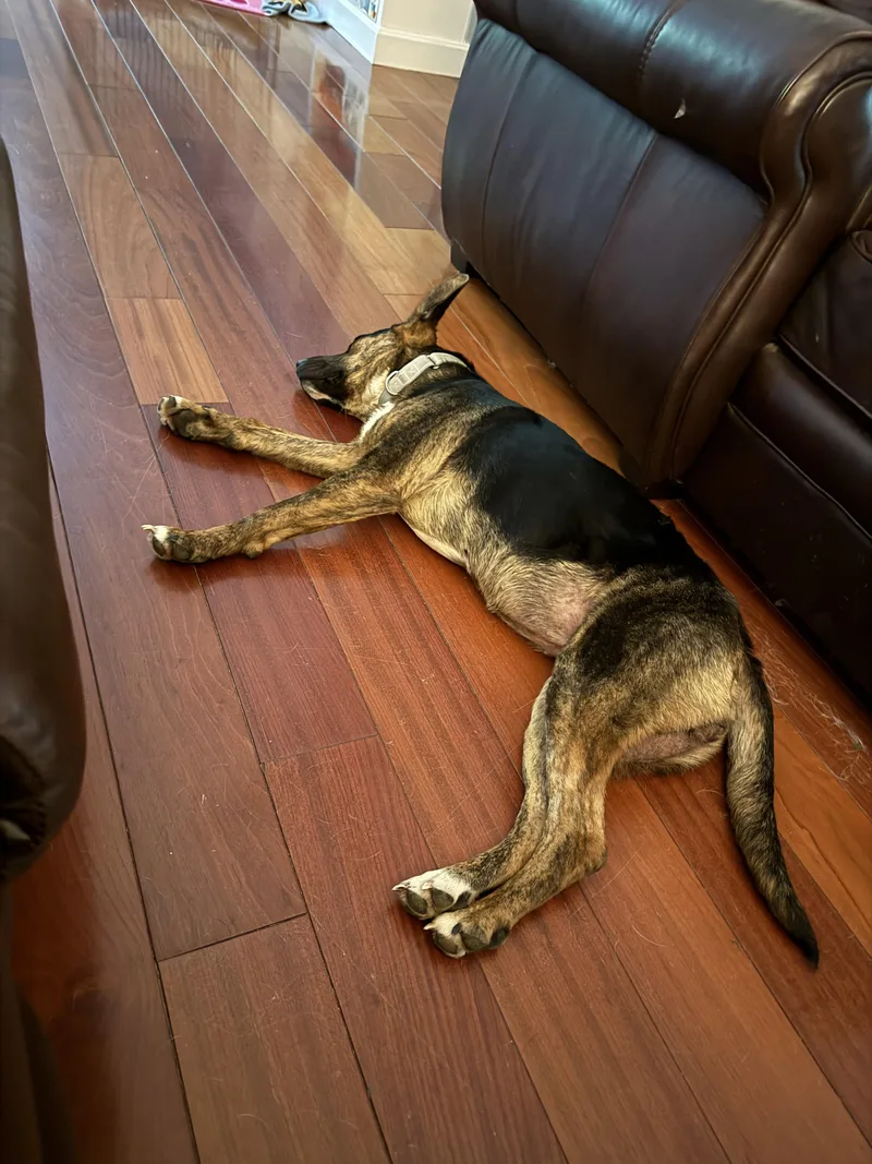 A young medium-sized female Black German Shepherd Dog dog named Sweet Pea for adoption in Longview, TX