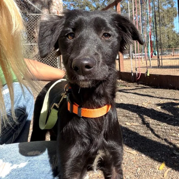 A baby medium-sized female Black Collie dog named Harper for adoption in Sonoma, CA
