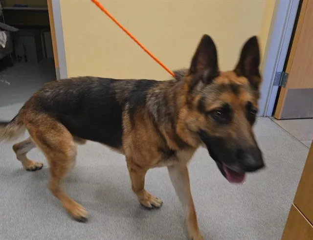 An adult large-sized male German Shepherd Dog dog named Roody for adoption in Tustin, CA