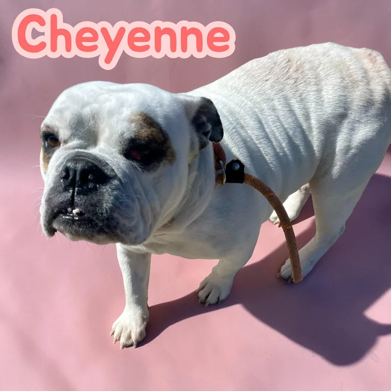 Cheyenne thumbnail 2