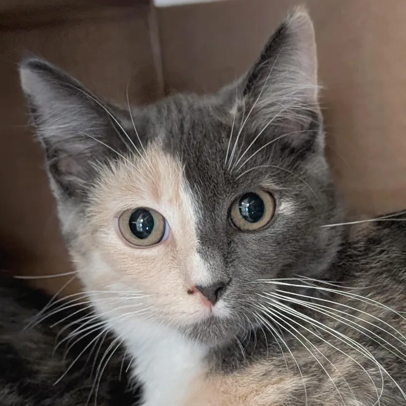 A baby medium-sized female Dilute Tortoiseshell Domestic Short Hair cat named Canary Melon Reduced for adoption in Jefferson, WI