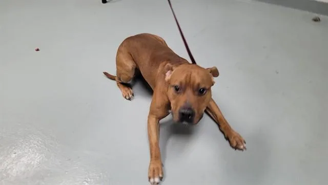 A young large-sized male Pit Bull Terrier dog named Rocky for adoption in Saint Cloud, FL
