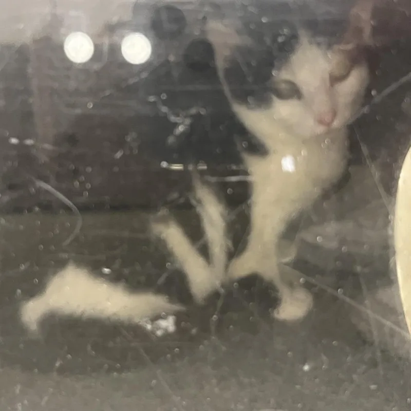 An adult medium-sized female Black Domestic Short Hair cat named Parfait for adoption in Harrisonburg, VA