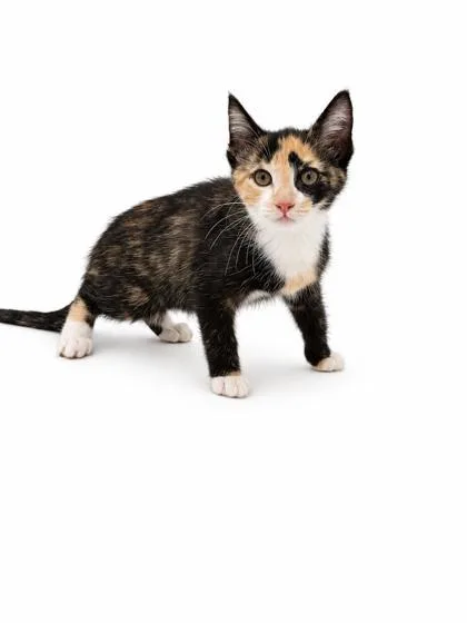 A young small-sized female Domestic Short Hair cat named Kat for adoption in Bowling Green, KY