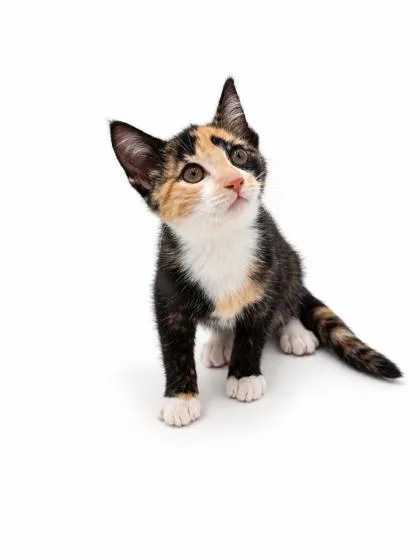 Kat thumbnail 2