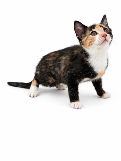 Kat thumbnail 3