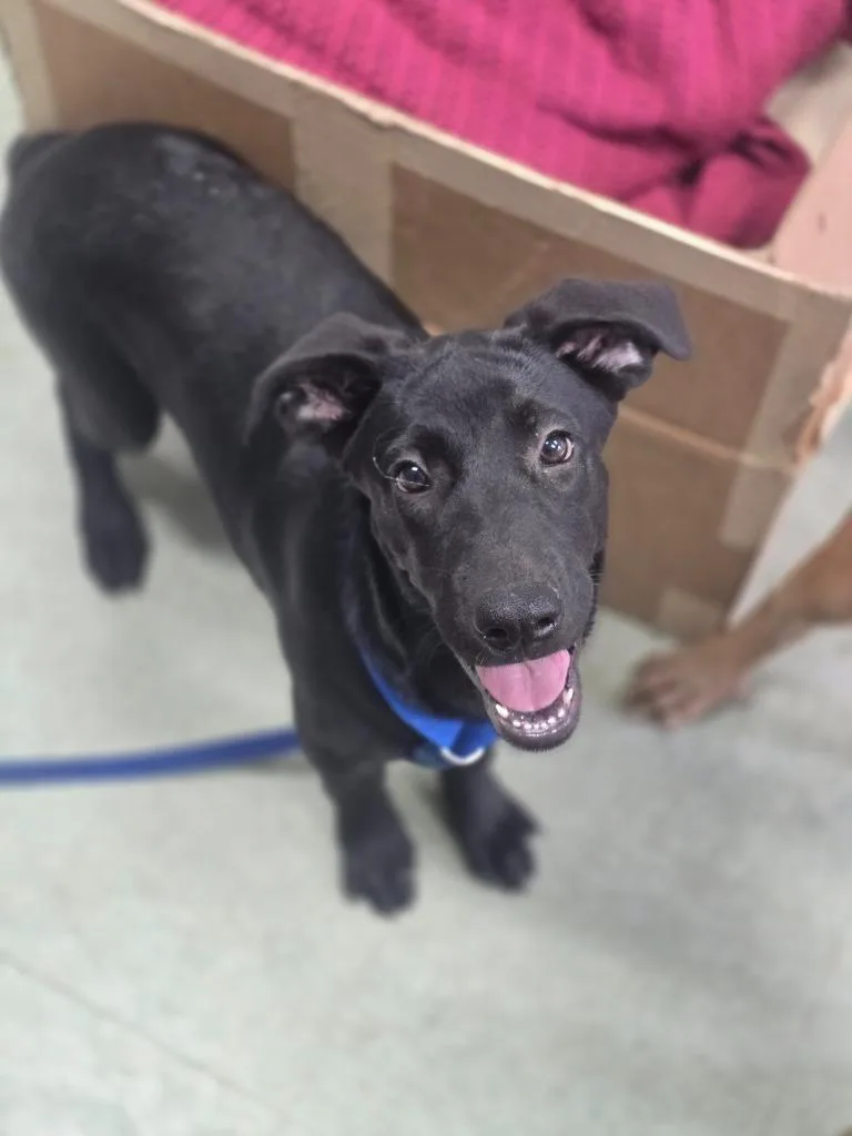 A baby medium-sized female Mixed Breed dog named Pebbles for adoption in Danielsville, GA