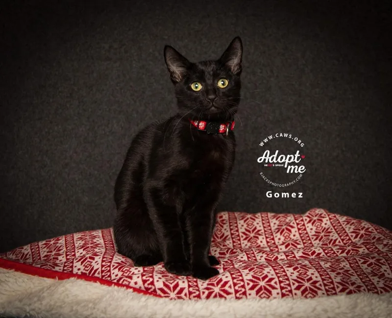 A young medium-sized male Domestic Short Hair cat named Winston for adoption in Salt Lake City, UT