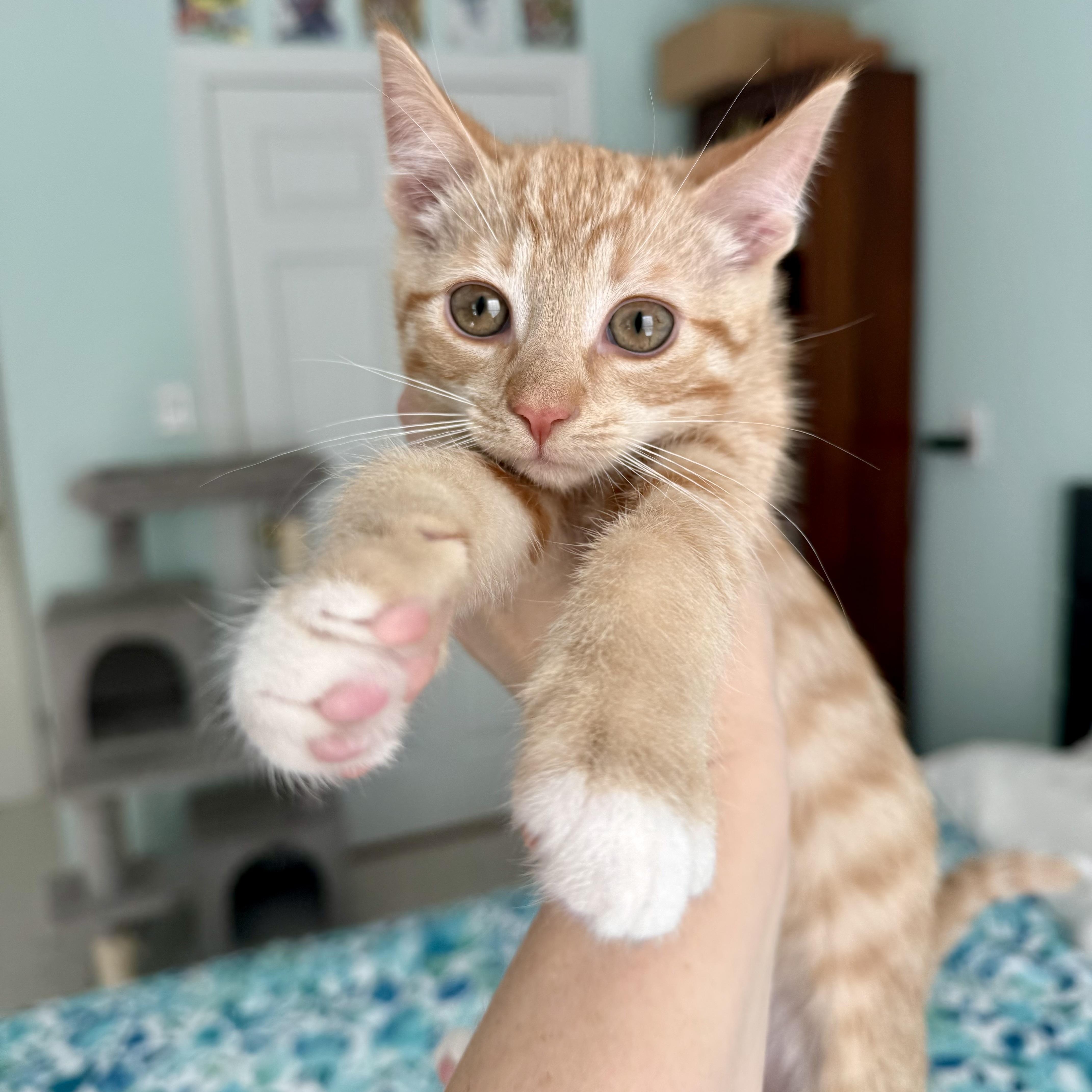 A baby medium-sized male Tabby (Orange / Red) Domestic Short Hair cat named Dewberry for adoption in Richmond, VA