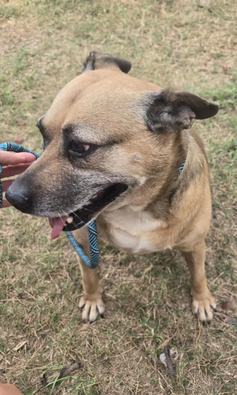 Buttercup thumbnail 2