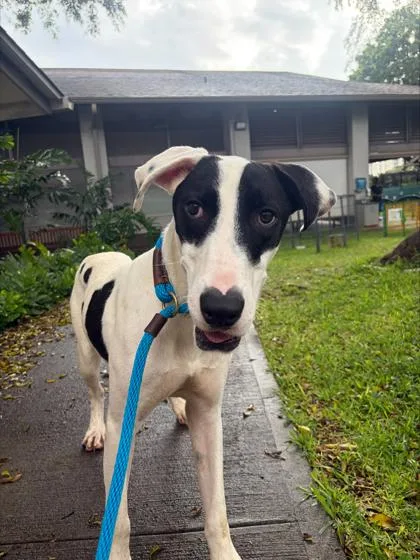 An adult large-sized male Great Dane dog named Doug for adoption in Honolulu, HI
