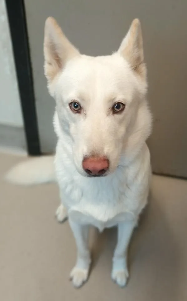 Coco