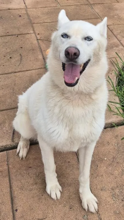 Marshmellow