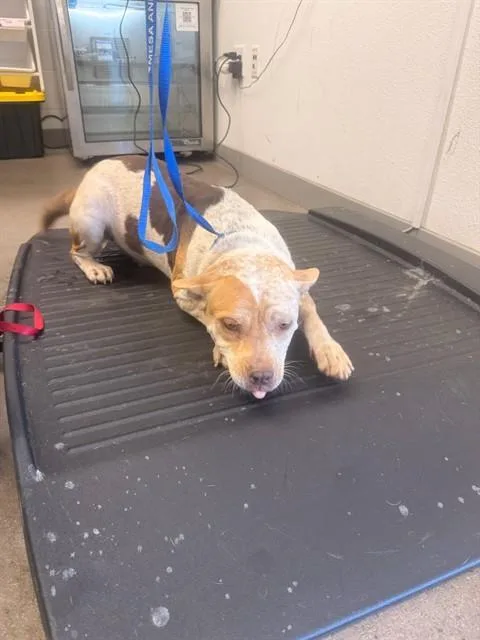 A young large-sized female Australian Kelpie dog named Maple Bacon for adoption in Mesa, AZ
