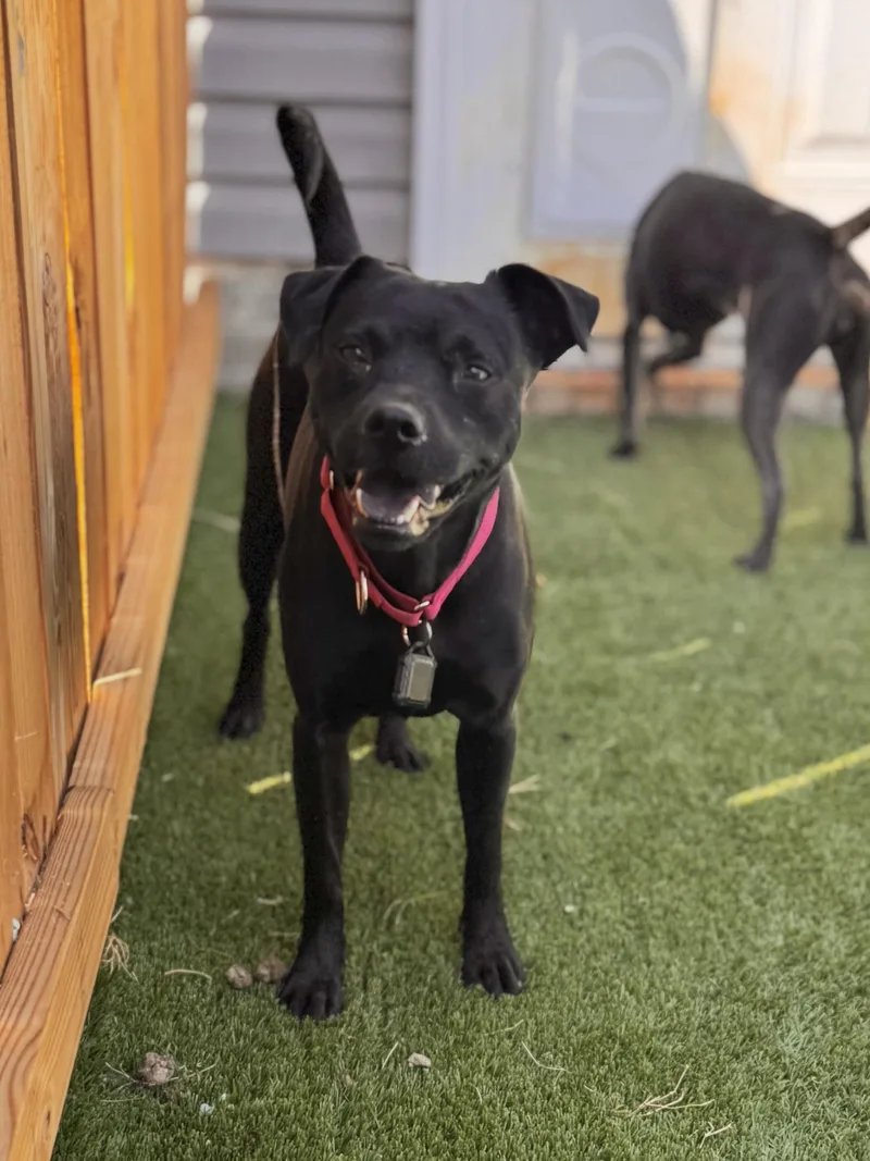 An adult medium-sized female Gray / Blue / Silver Labrador Retriever dog named Licorice for adoption in Mount Juliet, TN
