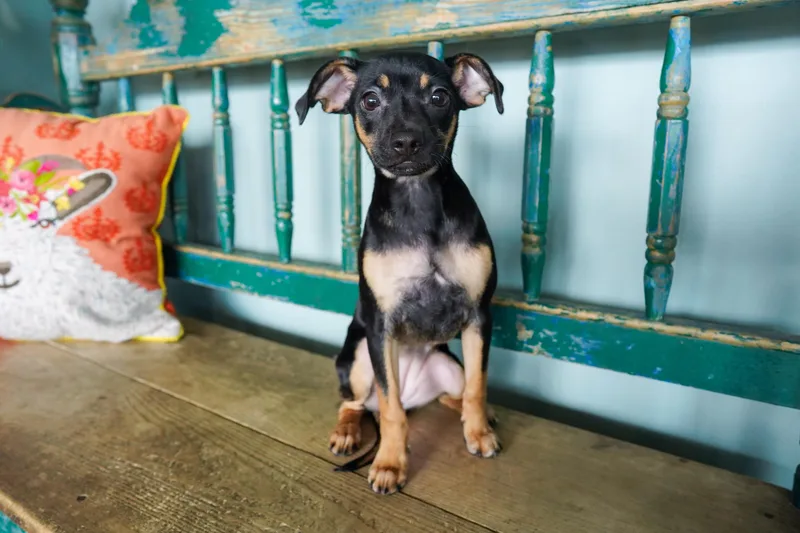 A baby small-sized female Bicolor Chihuahua dog named Coco for adoption in San Antonio, TX