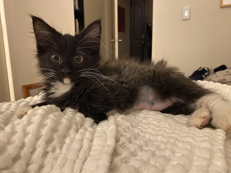 A baby medium-sized female Black & White / Tuxedo Domestic Medium Hair cat named Empanada for adoption in Portland, OR