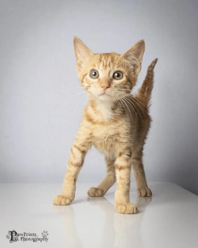 A young medium-sized female Orange / Red Domestic Short Hair cat named Nesta for adoption in Maryville, TN