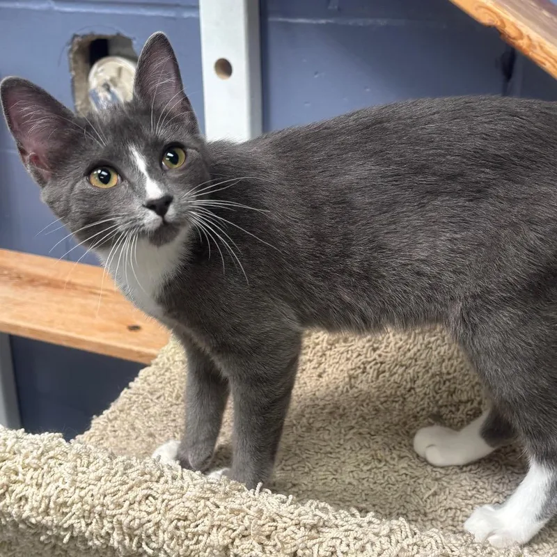 A young small-sized female Gray / Blue / Silver Domestic Short Hair cat named Minette for adoption in Marshalltown, IA