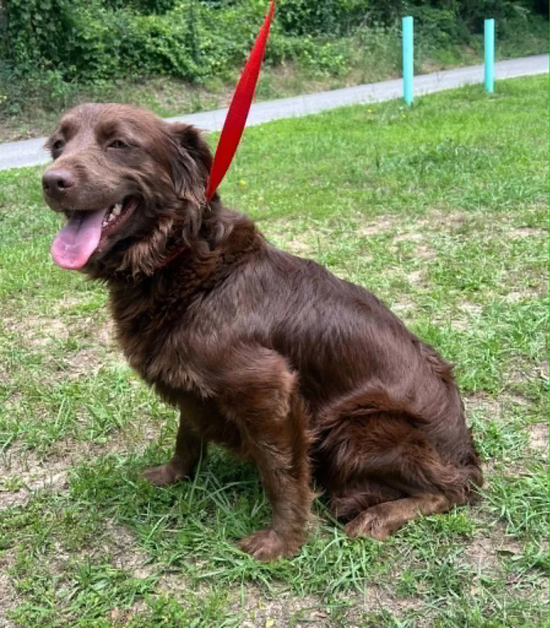 An adult large-sized female Retriever dog named Belle for adoption in Prattville, AL