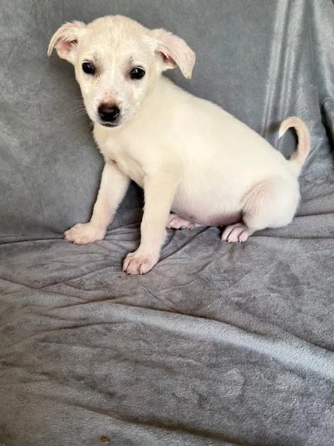 Snapple Fizz thumbnail 2