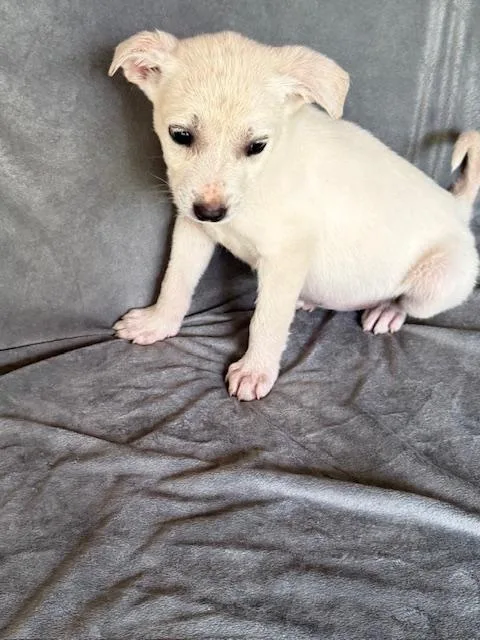 Snapple Fizz thumbnail 3