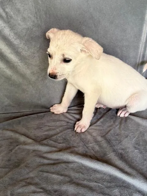 Snapple Fizz thumbnail 4