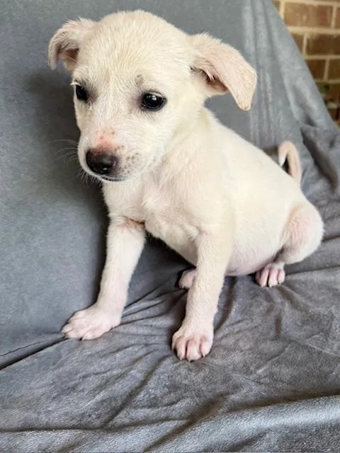 Snapple Fizz thumbnail 5