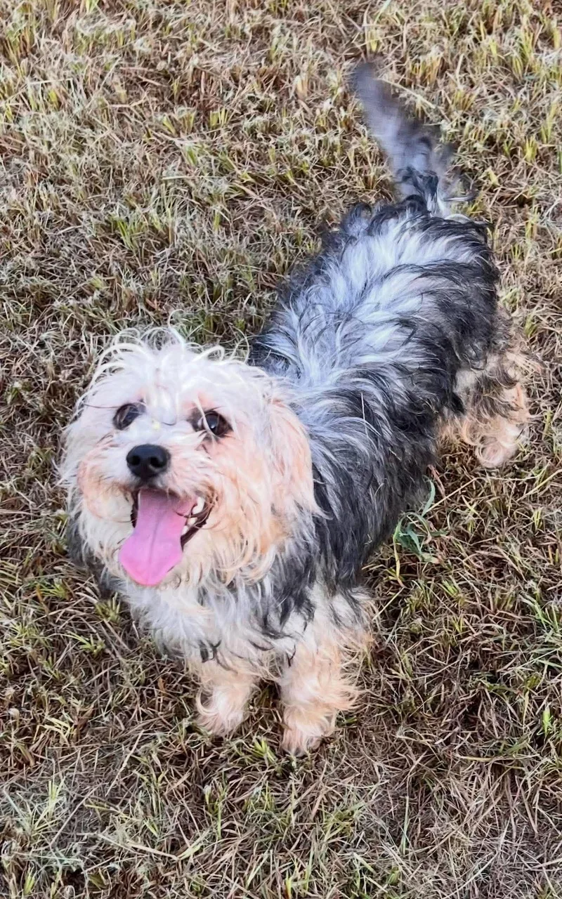 A young small-sized female Yorkshire Terrier dog named Little Debbie for adoption in New Baltimore, MI