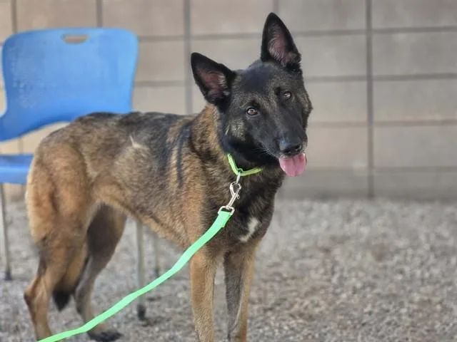 An adult large-sized female German Shepherd Dog dog named Artemis for adoption in Tucson, AZ