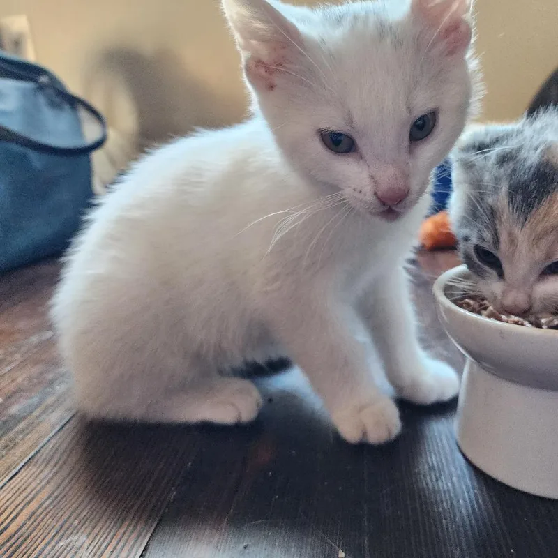 A baby small-sized male White Domestic Short Hair cat named Tajin for adoption in Normal, IL