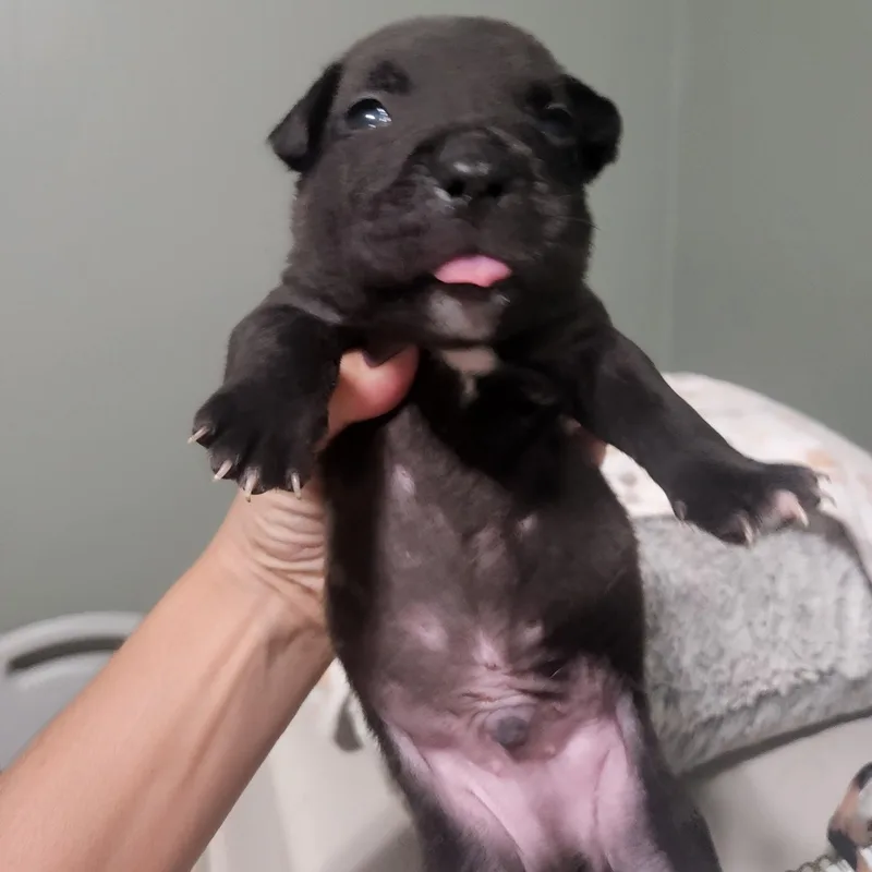 A baby medium-sized male Pit Bull Terrier dog named Archibald for adoption in Brentwood, CA