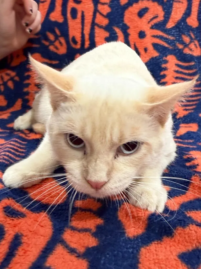 A baby medium-sized male Siamese cat named Edgar for adoption in Vacaville, CA