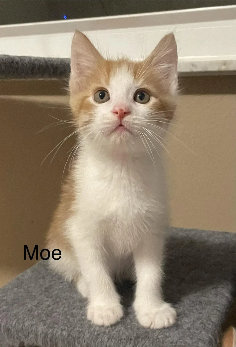 A baby medium-sized male Tabby cat named Moe for adoption in Orlando, FL