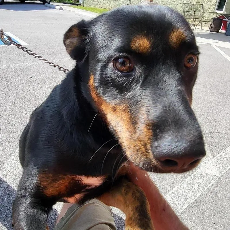 A young medium-sized female Black Mixed Breed dog named Cleopatra for adoption in New York, NY