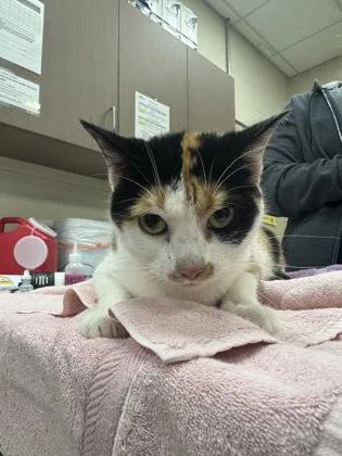 An adult medium-sized female Domestic Short Hair cat named Atlantis for adoption in Fishers, IN