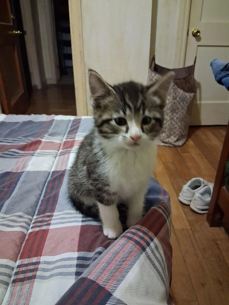 A young small-sized male Domestic Short Hair cat named C Litter Jaxson for adoption in Livonia, MI