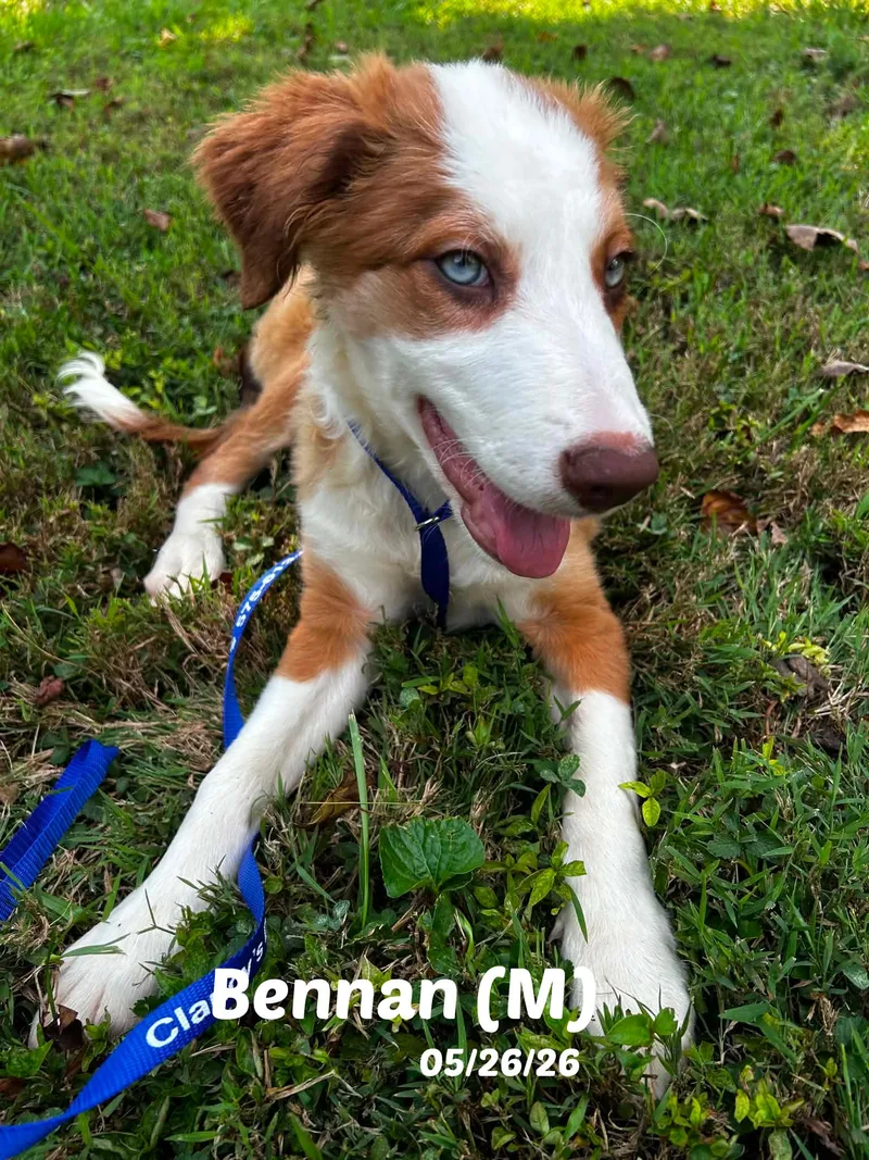 A baby medium-sized female Border Collie dog named Week old Border Collie for adoption in Seymour, IN
