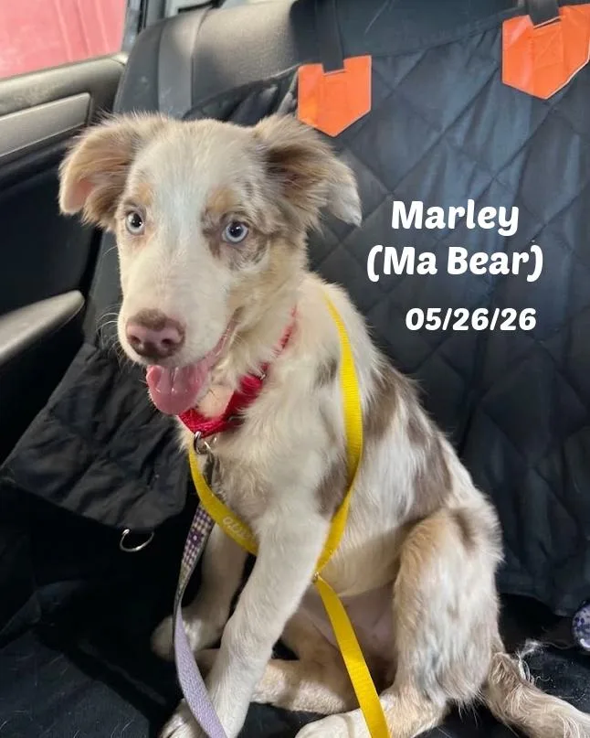 Week old Border Collie thumbnail 2