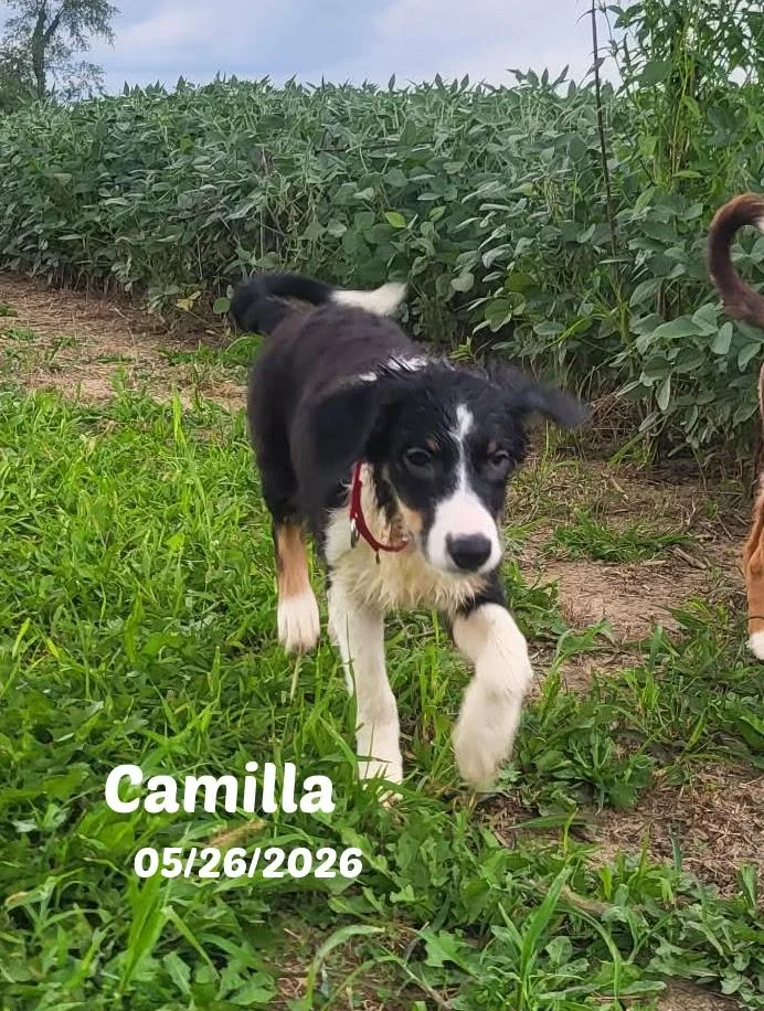 Week old Border Collie thumbnail 4