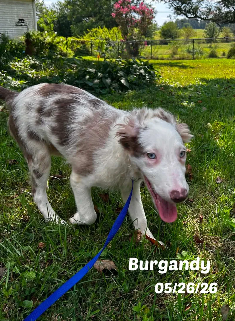 Week old Border Collie thumbnail 5