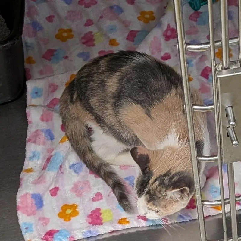 A baby medium-sized female Domestic Short Hair cat named Asher for adoption in Hannibal, MO