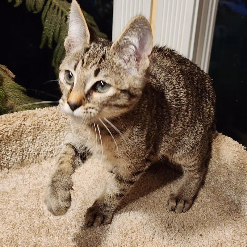 Mufasa  Bengal Boy thumbnail 5