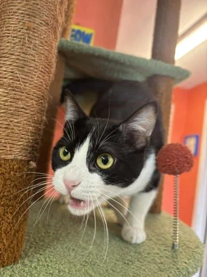 A young small-sized female Domestic Short Hair cat named Ducky for adoption in Scottsbluff, NE