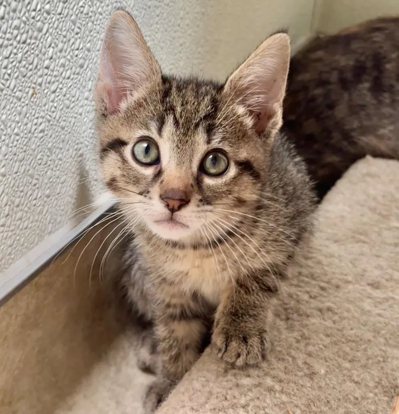 A baby small-sized male Domestic Short Hair cat named Yuri for adoption in Cambria, CA